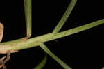 Centipede grass